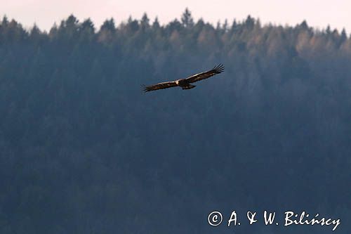 Orzeł przedni, zys, Aquila chrysaetos