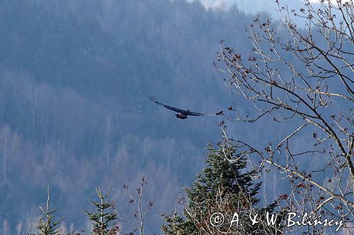 Orzeł przedni, zys, Aquila chrysaetos