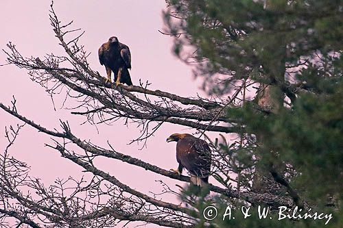 Orły przednie Golden eagles fot A&W Bilińscy bank zdjęć, fotografia przyrodnicza