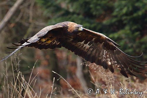 Orzeł przedni, zys, Aquila chrysaetos