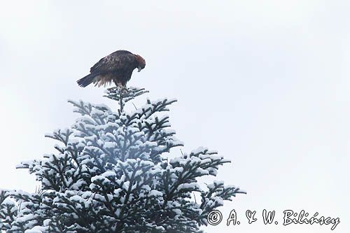 Orzeł przedni, zys, Aquila chrysaetos