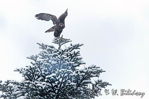 Orzeł przedni, zys, Aquila chrysaetos