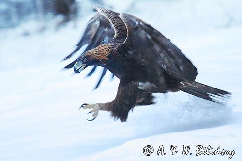 Orzeł przedni, zys (Aquila chrysaetos). Golden eagle fot A&W Bilińscy fotografia przyrodnicza, bank zdjęć