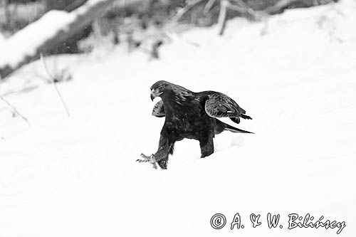 Orzeł przedni, zys, Aquila chrysaetos