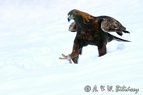 Orzeł przedni, zys (Aquila chrysaetos) Golden Eagle fot A&W Bilińscy, bank zdjęć, fotografia przyrodnicza