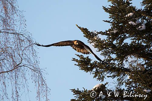 Orzeł przedni, zys, Aquila chrysaetos