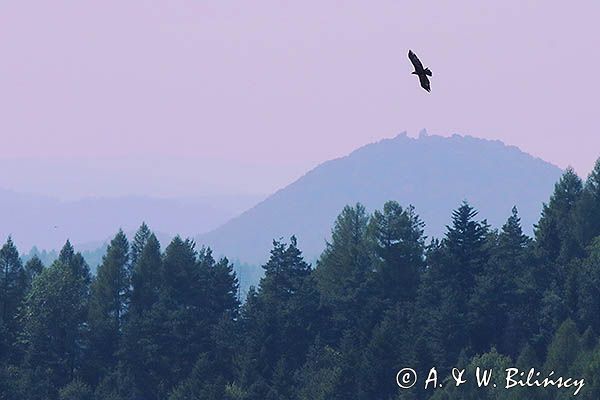 Orzeł przedni, zys, Aquila chrysaetos