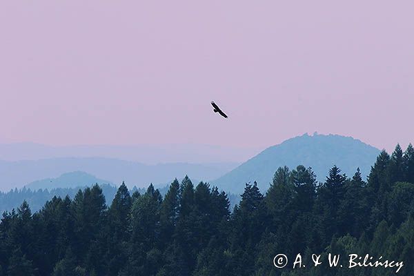 Orzeł przedni, zys, Aquila chrysaetos