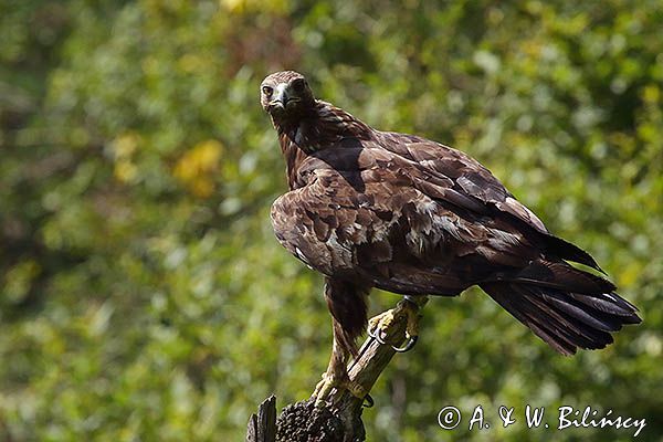 Orzeł przedni, zys, Aquila chrysaetos