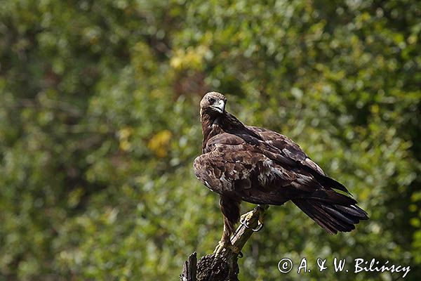 Orzeł przedni, zys, Aquila chrysaetos