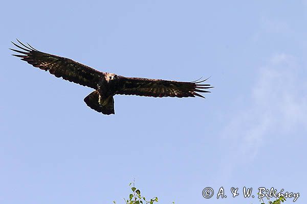 Orzeł przedni, zys, Aquila chrysaetos, w locie