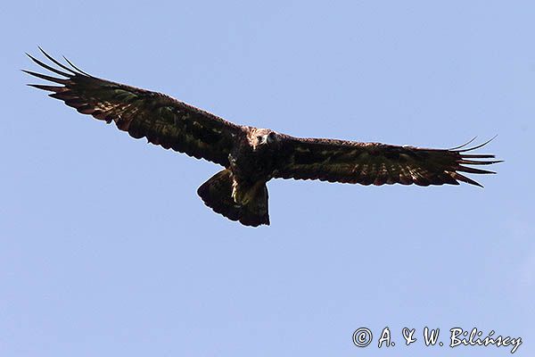 Orzeł przedni, zys, Aquila chrysaetos, w locie