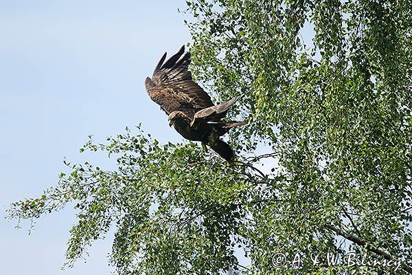 Orzeł przedni, zys, Aquila chrysaetos