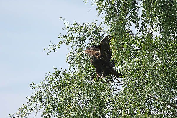 Orzeł przedni, zys, Aquila chrysaetos