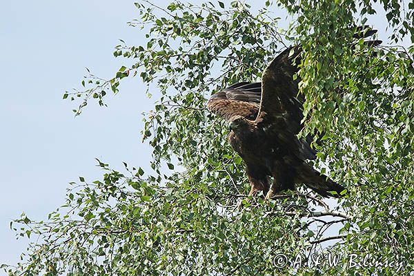 Orzeł przedni, zys, Aquila chrysaetos