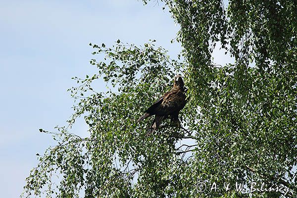 Orzeł przedni, zys, Aquila chrysaetos