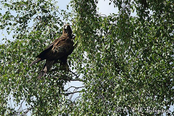 Orzeł przedni, zys, Aquila chrysaetos, w locie