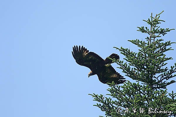 Orzeł przedni, zys, Aquila chrysaetos, w locie