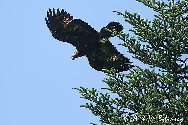 Orzeł przedni, zys, Aquila chrysaetos, w locie