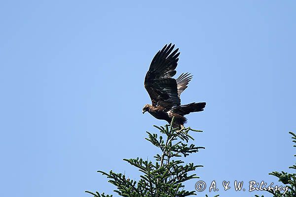 Orzeł przedni, zys, Aquila chrysaetos, w locie