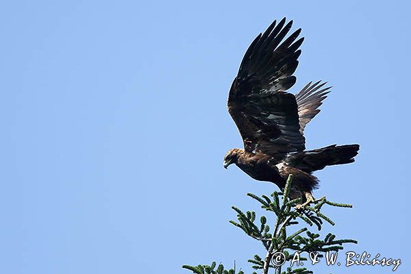 Orzeł przedni, zys, Aquila chrysaetos, w locie