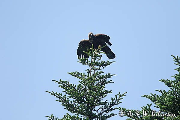 Orzeł przedni, zys, Aquila chrysaetos, w locie