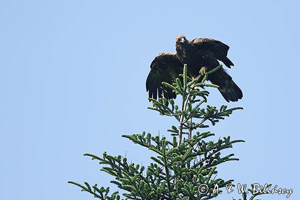 Orzeł przedni, zys, Aquila chrysaetos, w locie