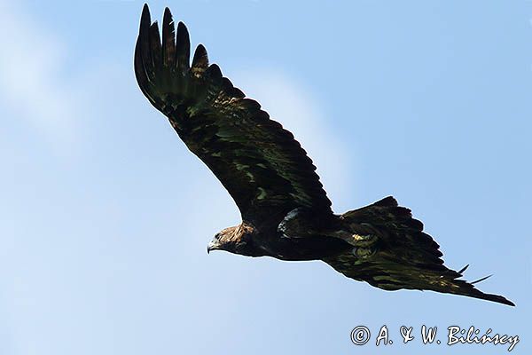 Orzeł przedni, zys, Aquila chrysaetos, w locie