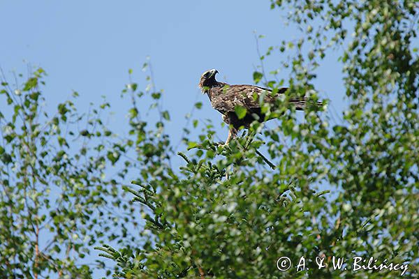 Orzeł przedni, zys, Aquila chrysaetos