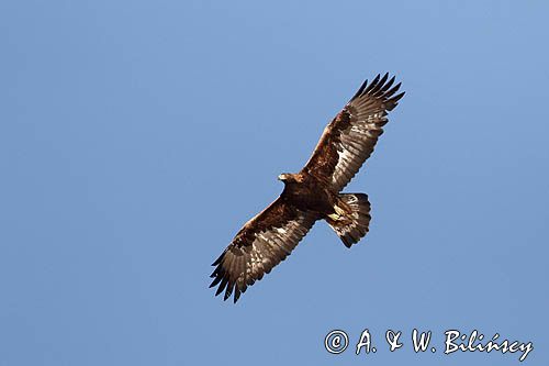 Orzeł przedni, zys, Aquila chrysaetos