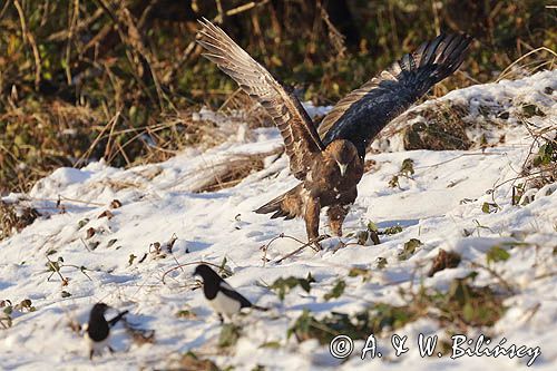 Orzeł przedni, zys, Aquila chrysaetos