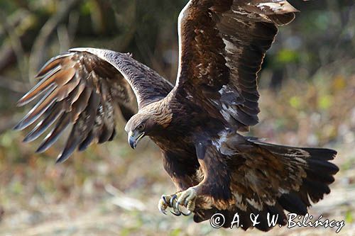 Orzeł przedni, zys, Aquila chrysaetos