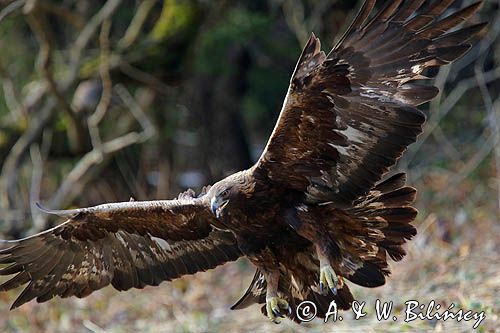 Orzeł przedni, zys, Aquila chrysaetos