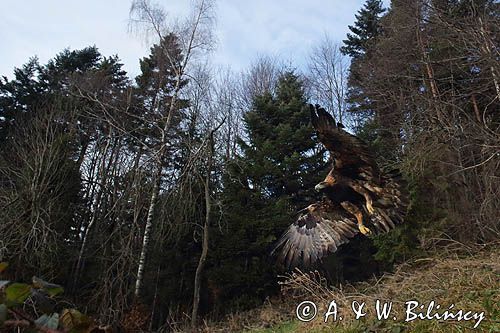 Orzeł przedni, zys, Aquila chrysaetos