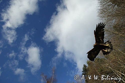 Orzeł przedni, zys, Aquila chrysaetos