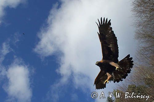 Orzeł przedni, zys (Aquila chrysaetos) golden eagle fot A&W Bilińscy bank zdjęć, fotografia pprzyrodnicza