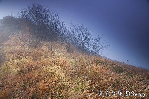 Na Osadzkim Wierchu, Bieszczady, Bieszczadzki Park Narodowy