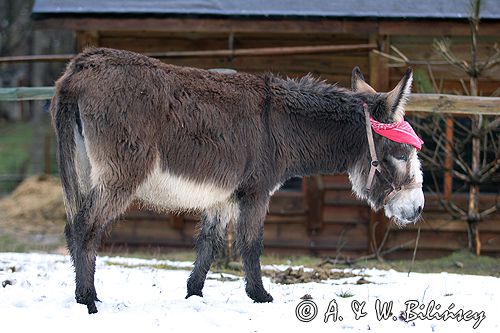 agroturystyka osioł