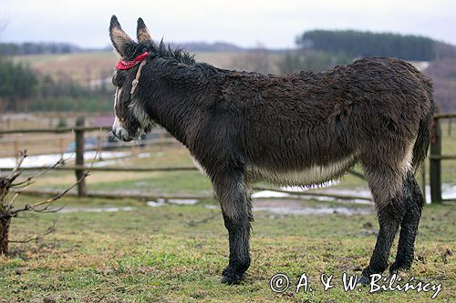 agroturystyka osioł