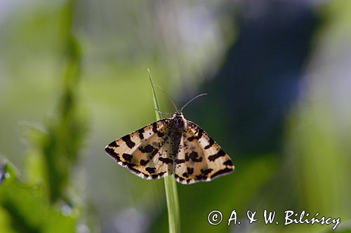 Osmaganek plamek Pseudopanthera macularia /Miernikowce/