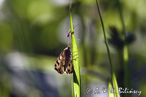 Osmaganek plamek Pseudopanthera macularia /Miernikowce/