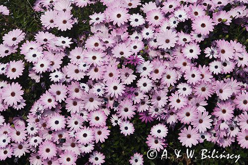 Osteospermum /ecklonis?/