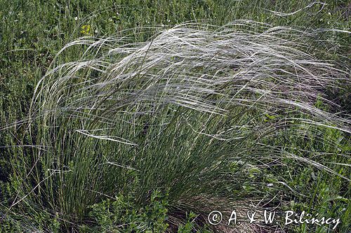 ostnica Stipa Ponidzie rezerwat stepowy 'Skorocice'