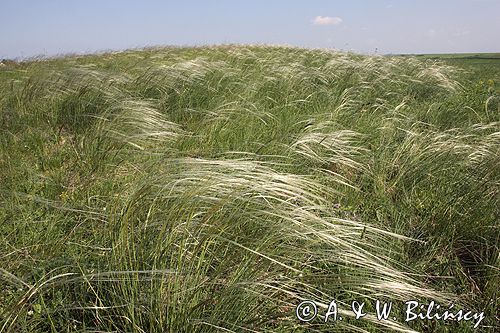 ostnica Stipa Ponidzie rezerwat stepowy 'Skorocice'