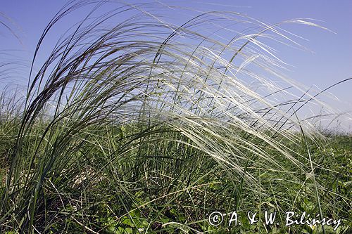 ostnica Stipa Ponidzie rezerwat stepowy 'Skorocice'