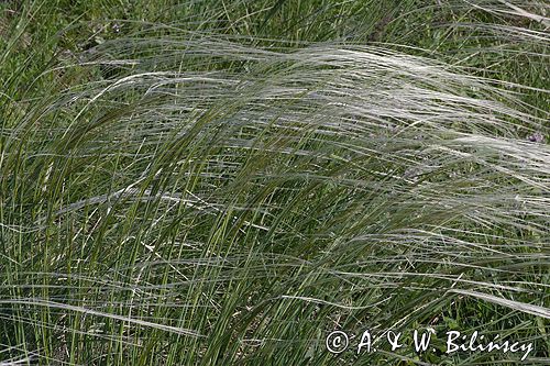 ostnica Stipa Ponidzie rezerwat stepowy 'Skorocice'