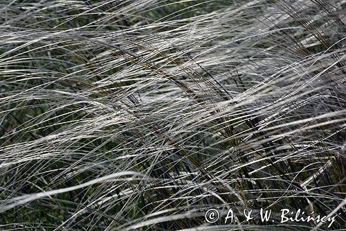 ostnica Stipa Ponidzie rezerwat stepowy 'Skorocice'