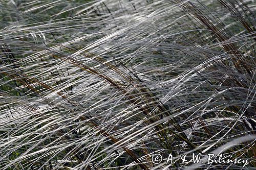 ostnica Stipa Ponidzie rezerwat stepowy 'Skorocice'