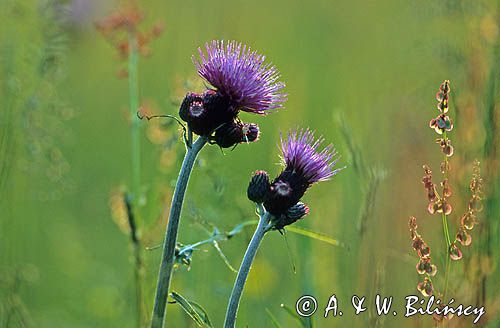 Ostrożeń łąkowy Cirsium rivulare)