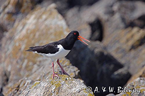 Ostrygojad Haematopus ostralegus)